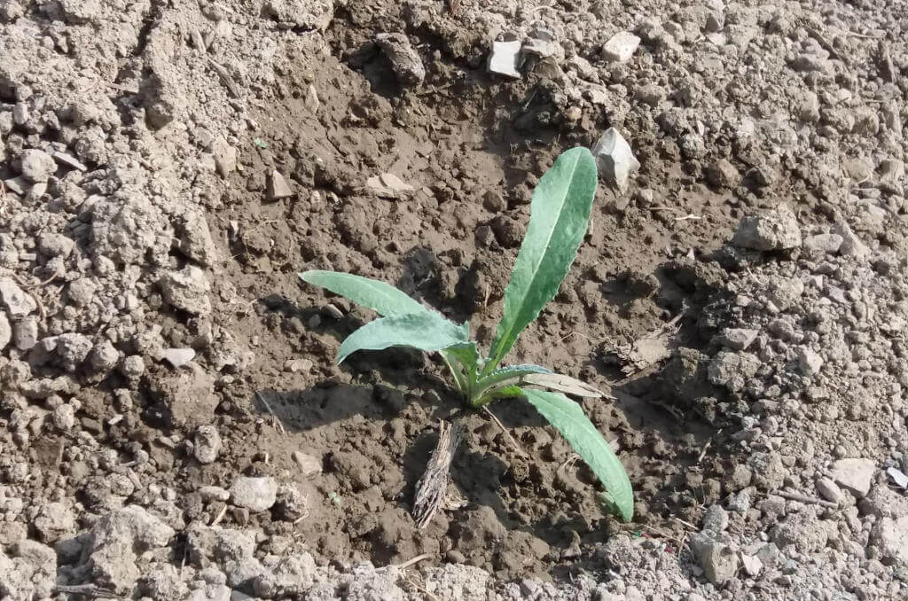 Immagine di un carciofo piantato in campo aperto