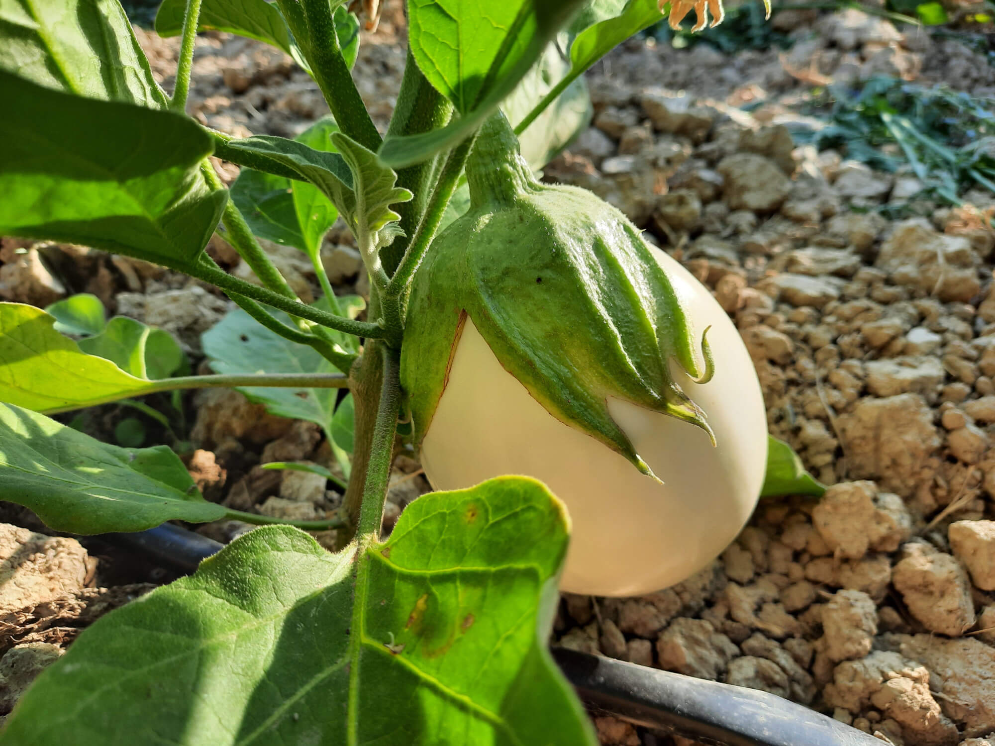Our white eggplant production
