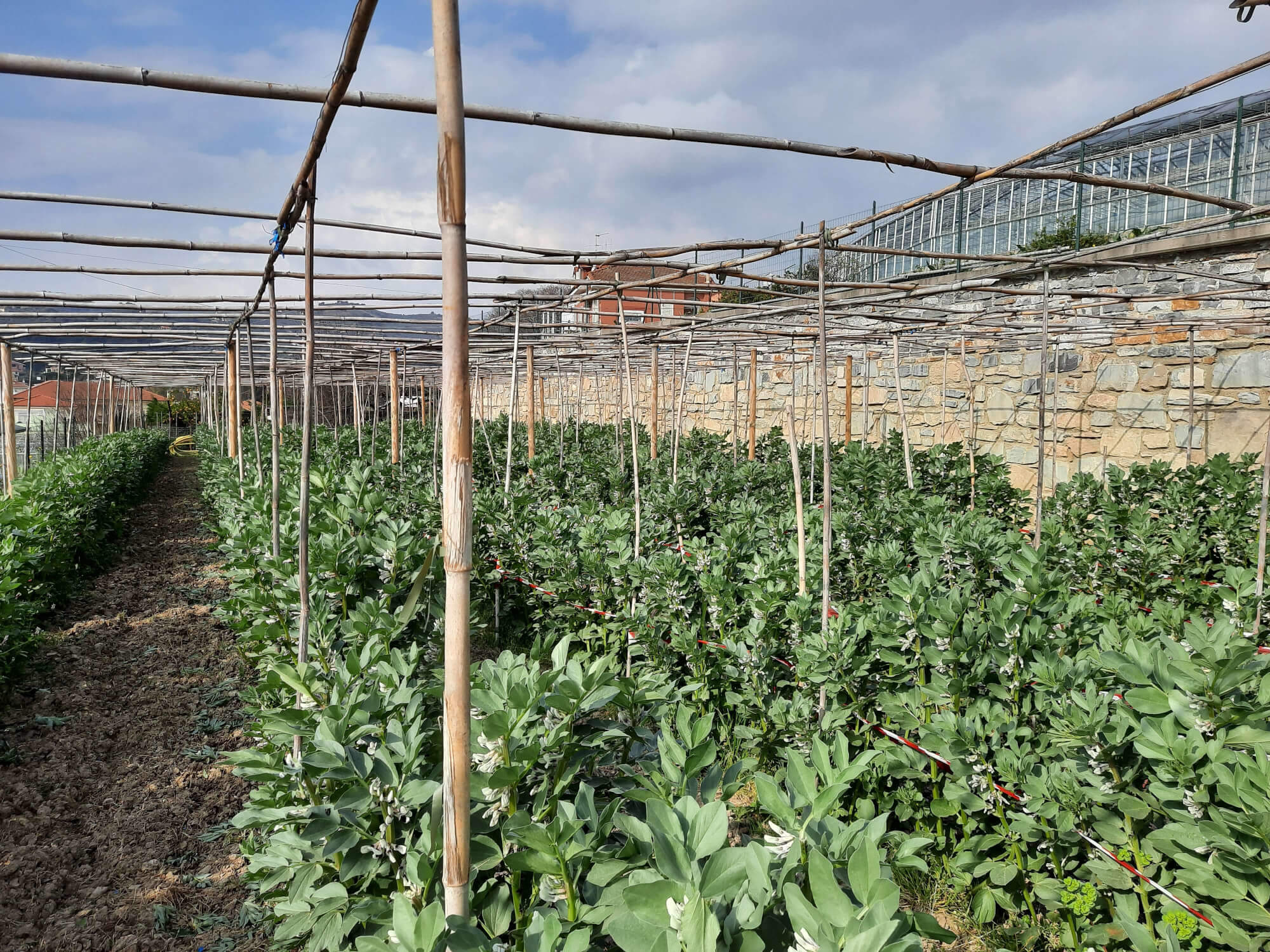 Field of broad beans