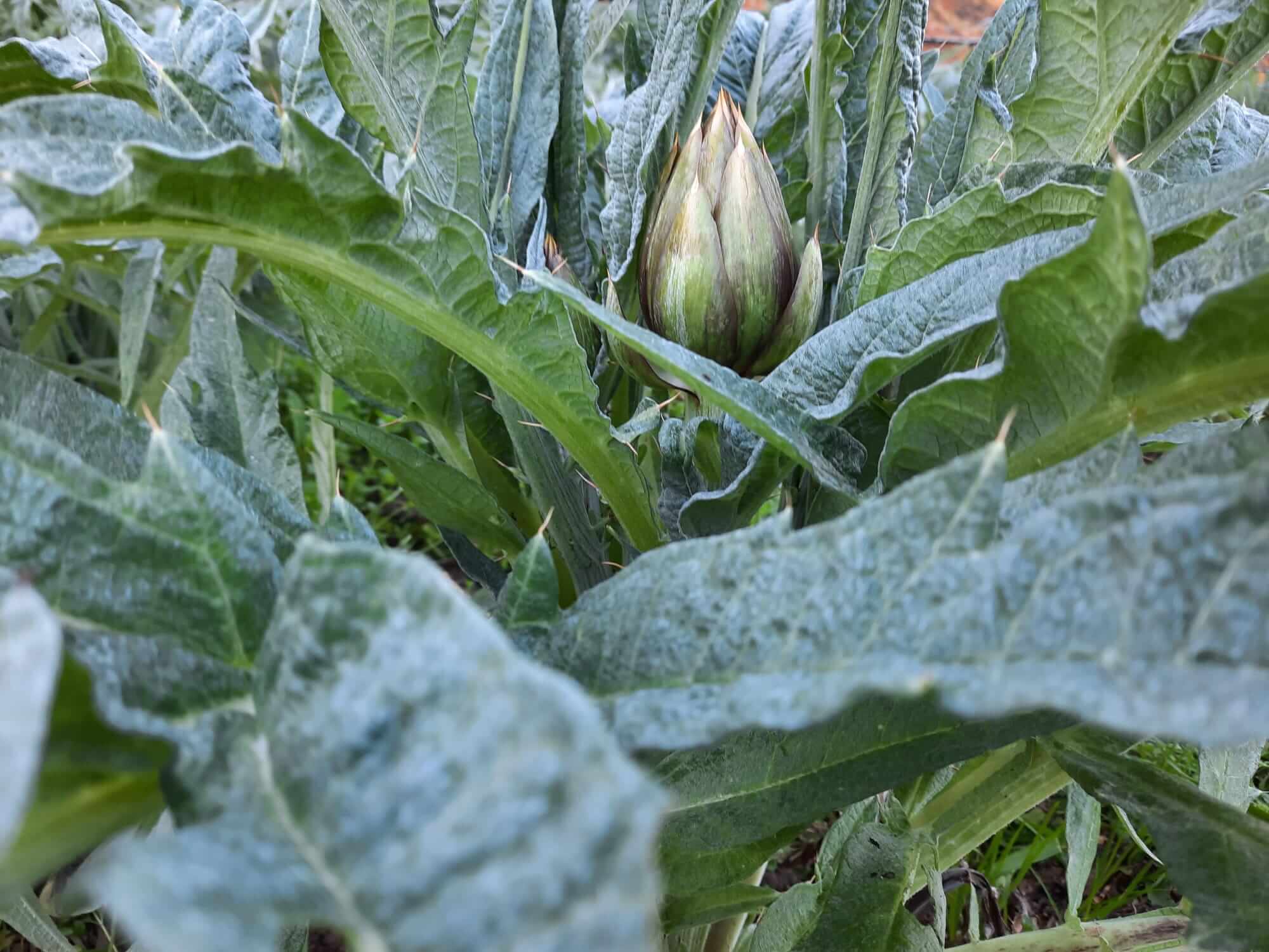 Weeding weeds around artichokes