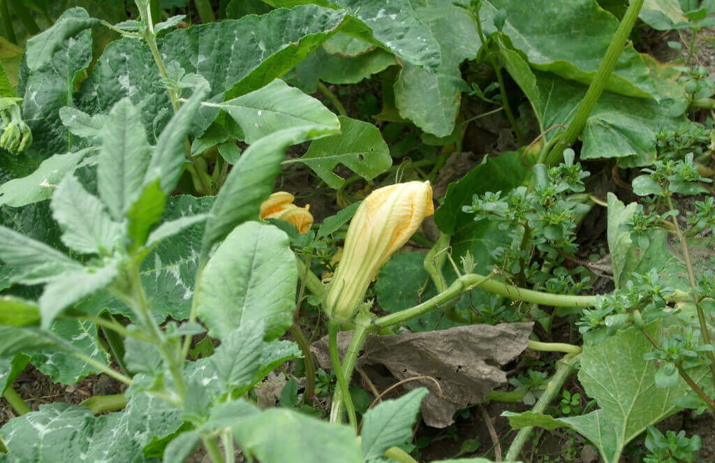 Fiore delle zucchine trombetta