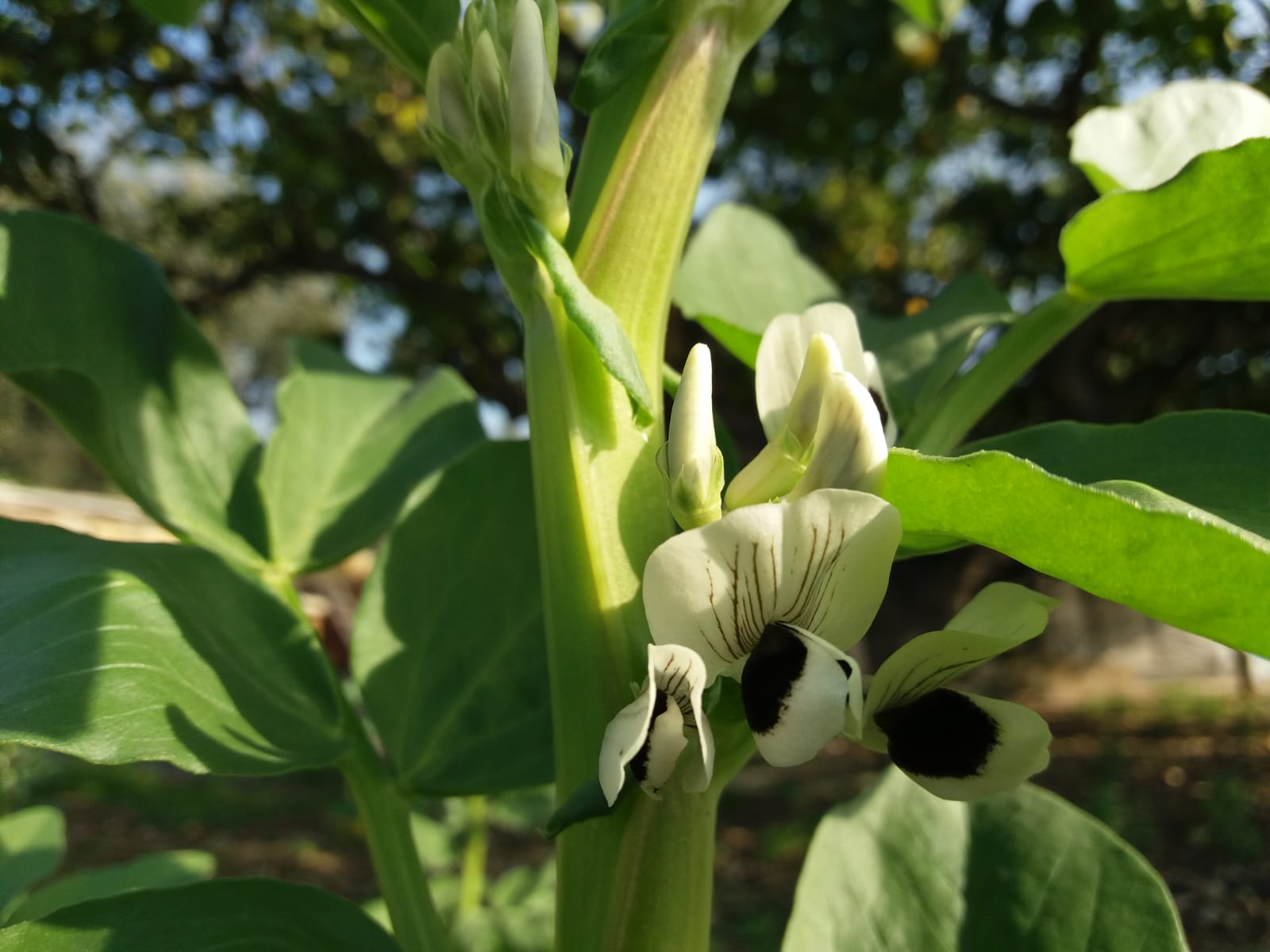 Immagine delle fave prodotte dall’Azienda agricola