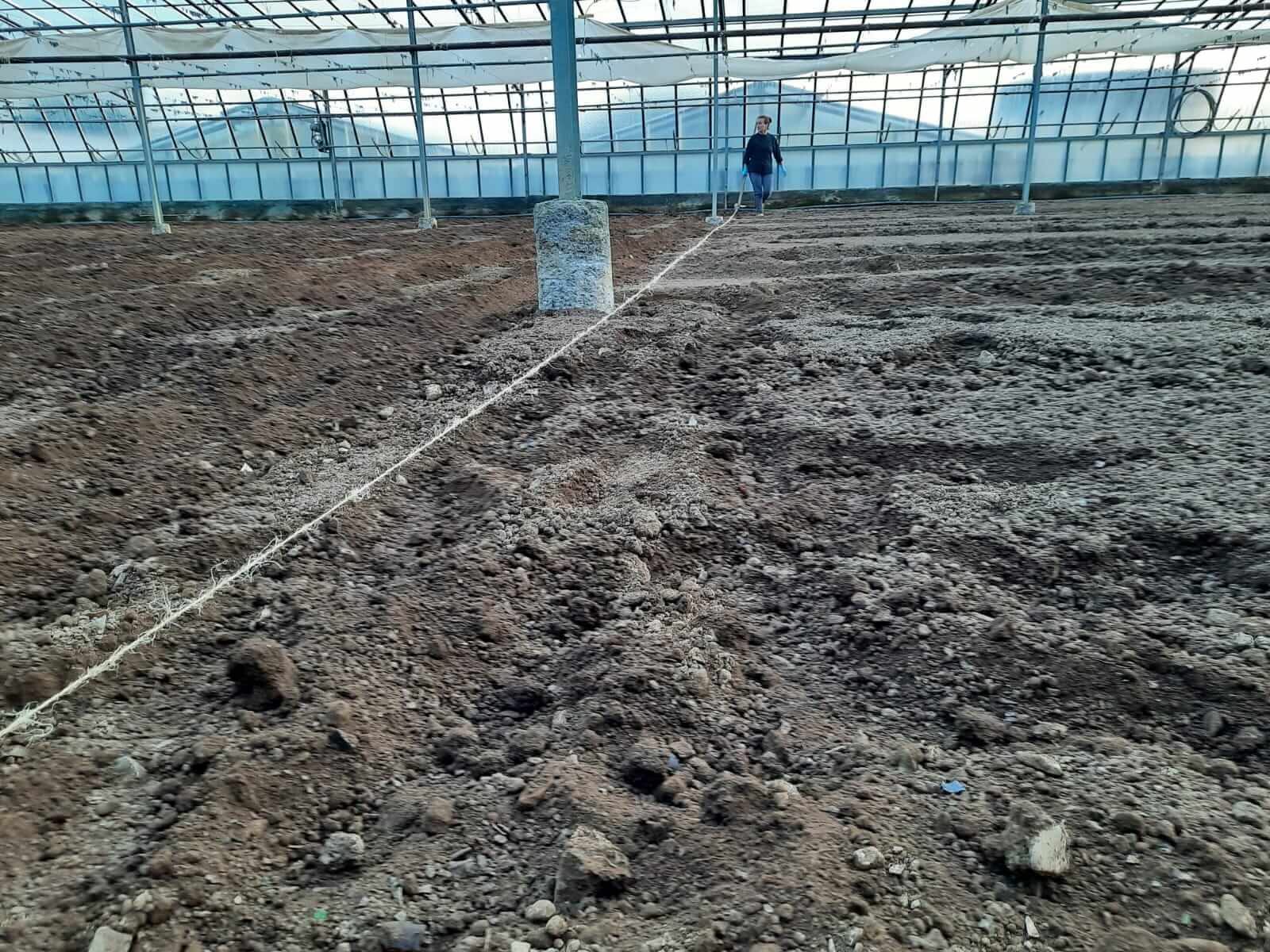 The preparation of the greenhouse for our ox-heart tomatoes