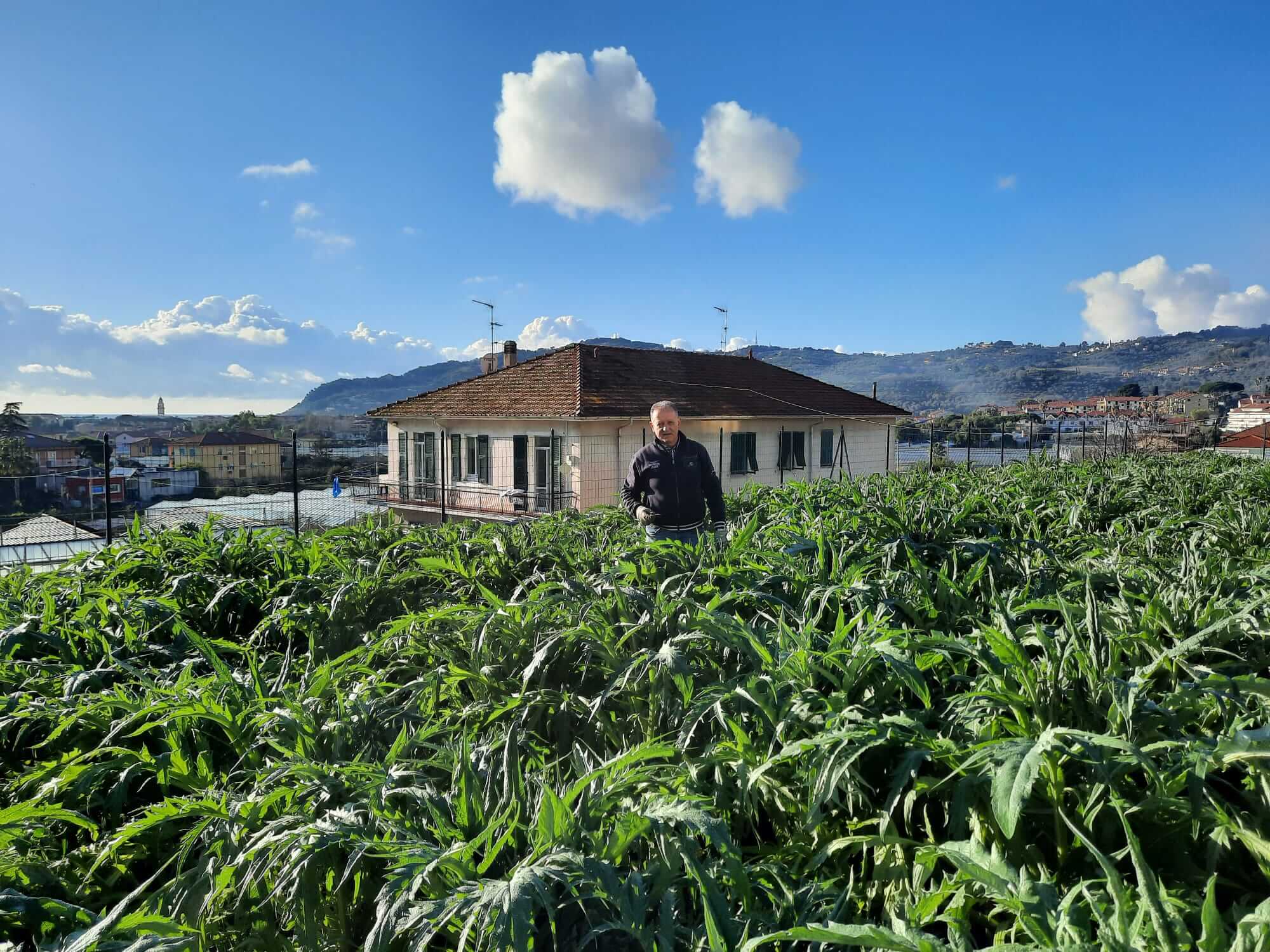 The spiny artichokes of Albenga ready for harvesting