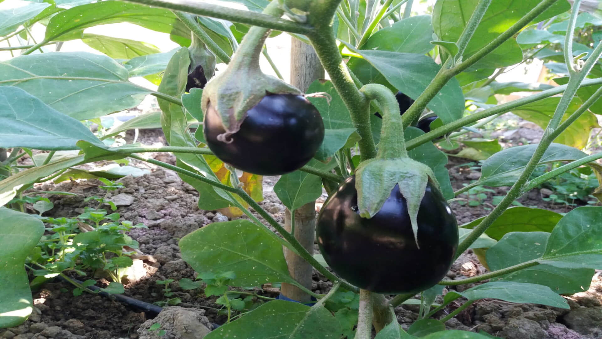 Aubergine cultivation in the open field