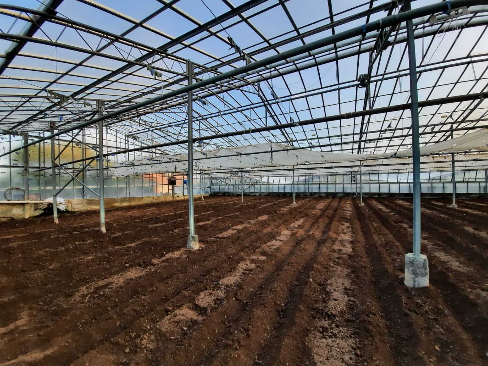 Preparing the ox-heart tomato greenhouse