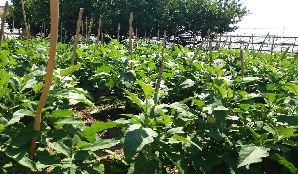 Le melanzane si sviluppano attorno alle canne La coltivazione delle melanzane per mezzo delle canne