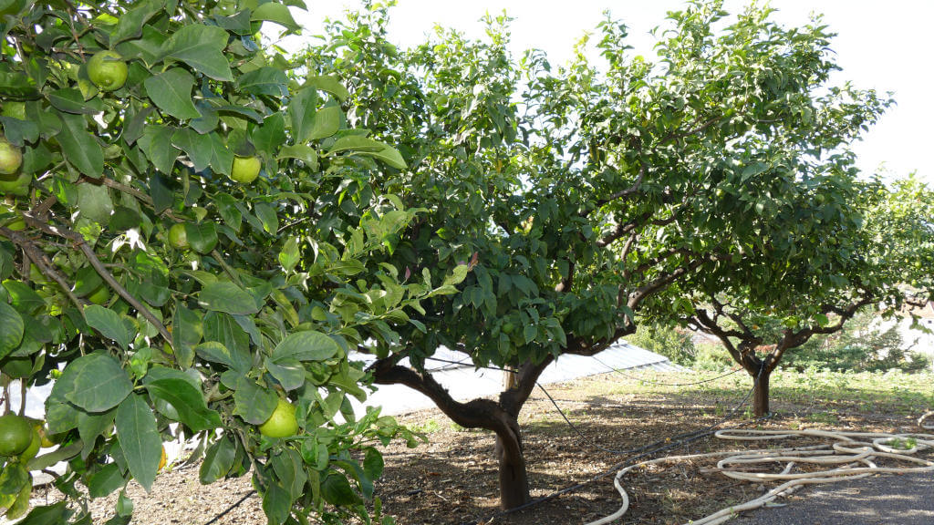 Immagine di piante di limoni