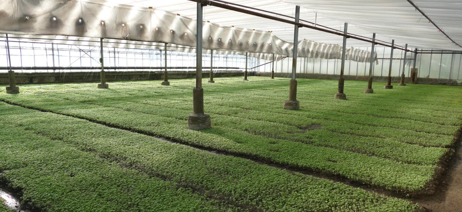 Il Basilico Genovese DoP: un'eccellenza ligure