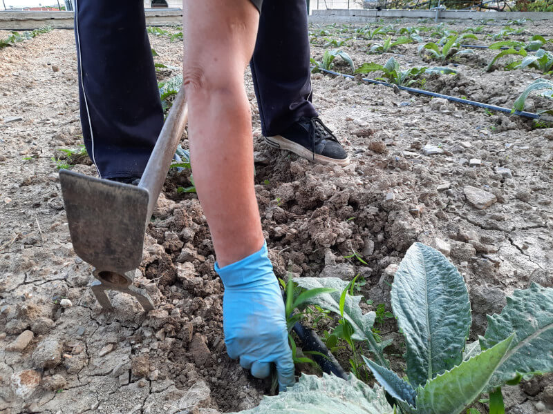 La sarchiatura: la lavorazione del terreno dei carciofi