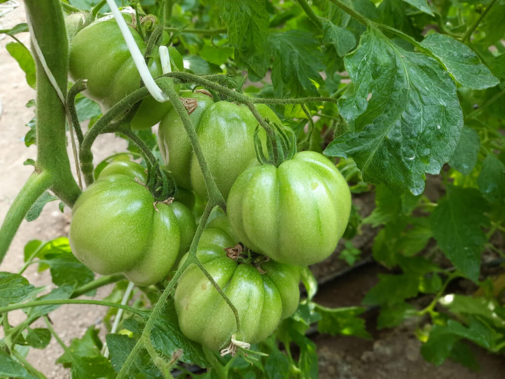Una pianta di pomodori cuore di bue Immagine di alcuni pomodori cuore di bue