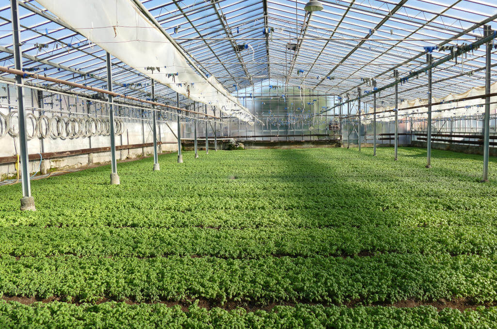 Immagine di una serra per il basilico