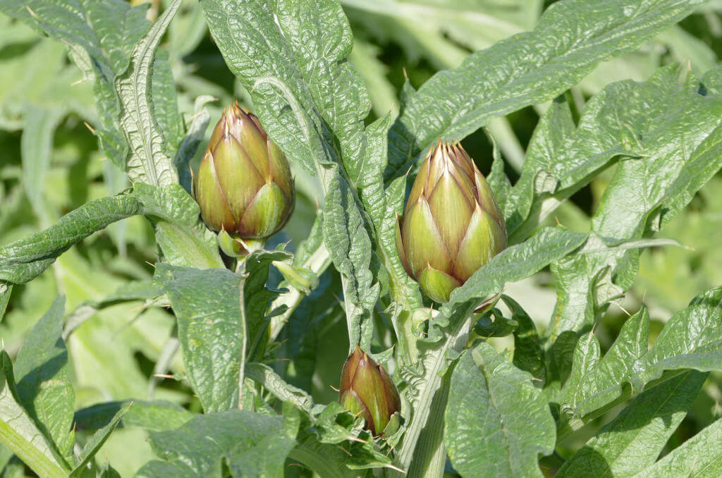 Immagine dei carciofi spinosi d'Albenga