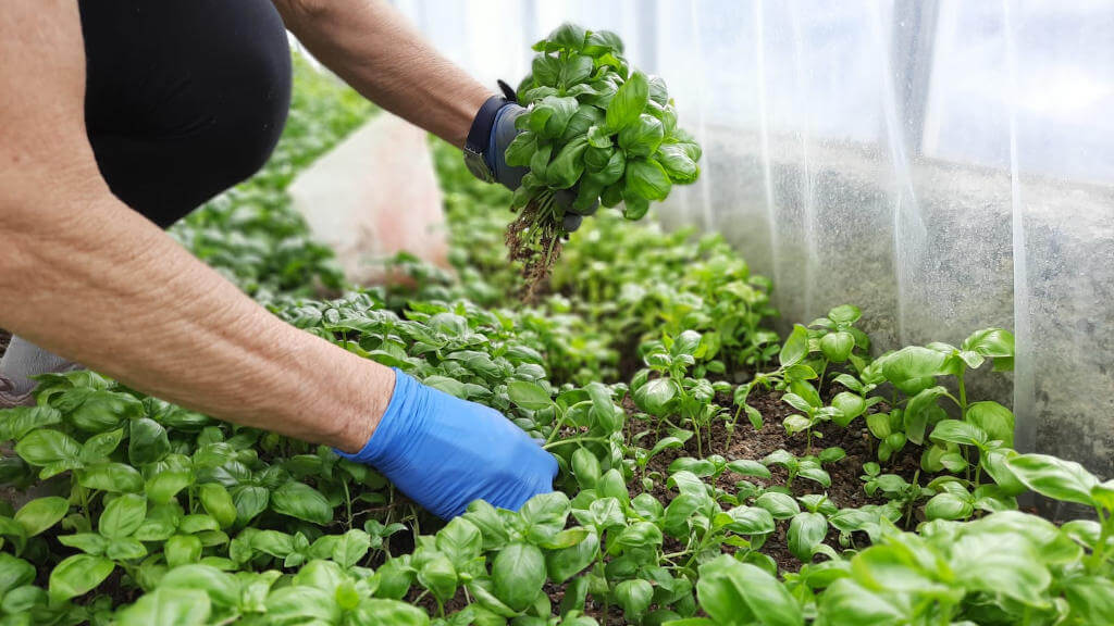 La raccolta del nostro basilico DOP in serra Immagine raccolta basilico dop in serra