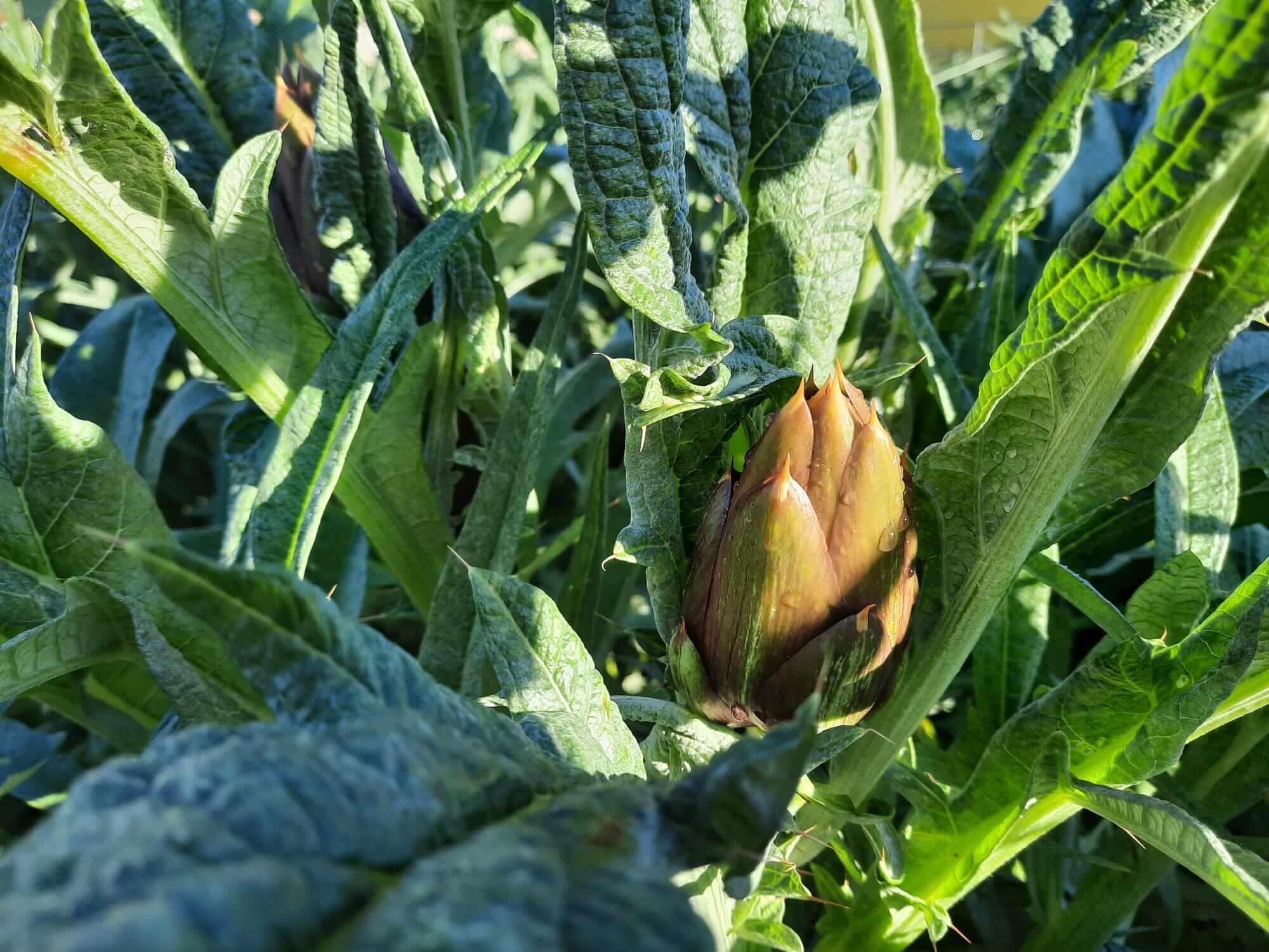 An artichoke ready to be harvested
