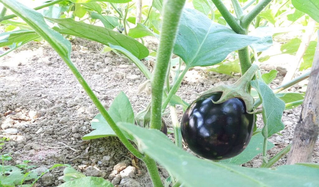 La varietà che coltiviamo: la melanzana tonda genovese La melanzana tonda genovese