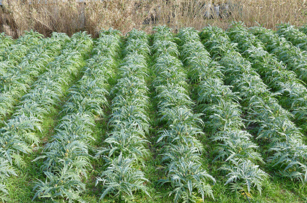 Il nostro campo di carciofi Immagine del nostro campo di carciofi