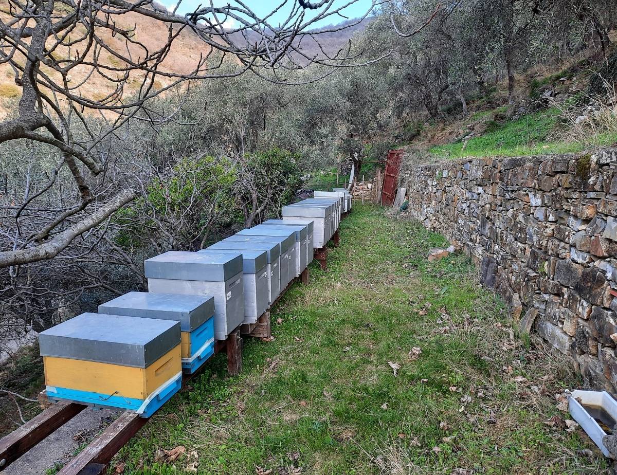 Vista degli alveari lungo il percorso da Castellaro