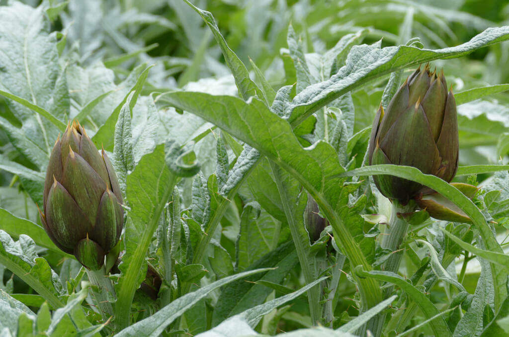 Alcuni carciofi Immagine di alcuni dei nostri carciofi