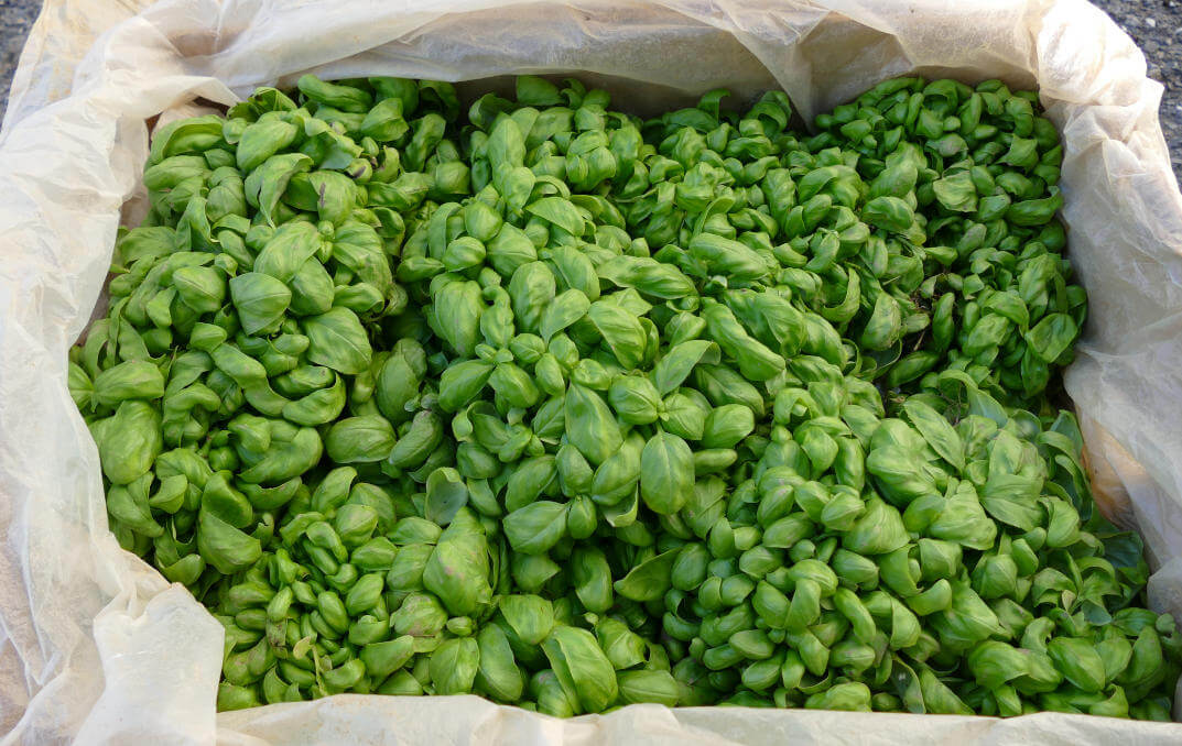Immagine del basilico raccolto