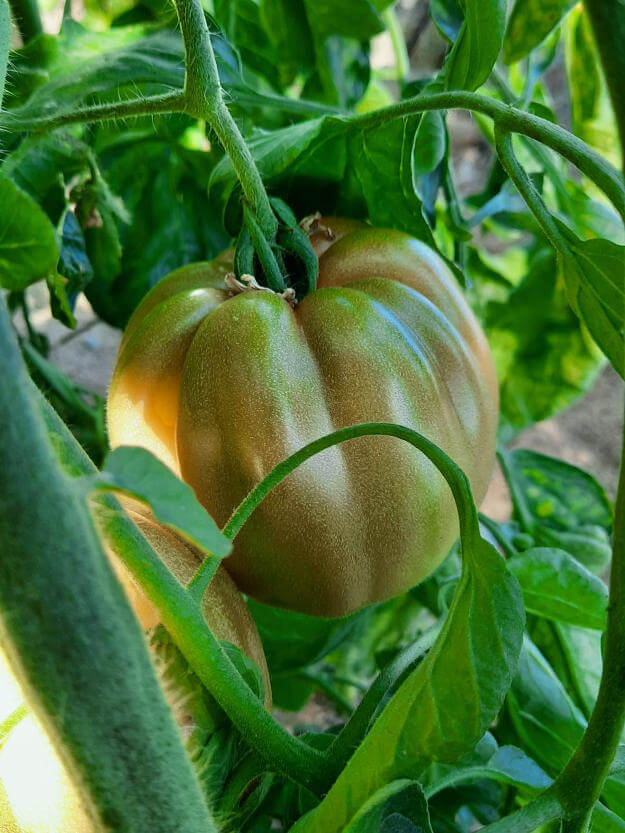 Pomodoro cuore di bue azienda agricola