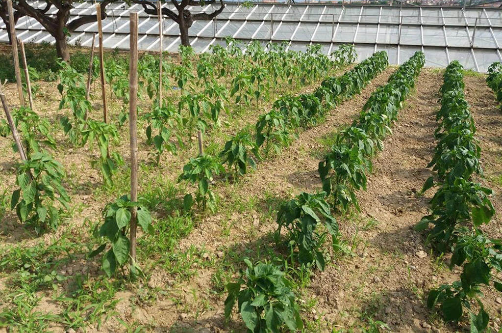 Immagine di altri prodotti coltivati dall’azienda agricola