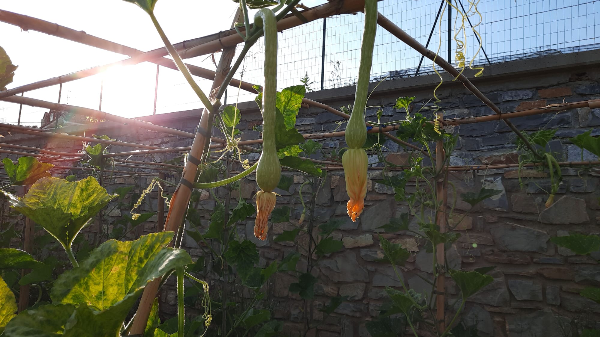 Zucchine trombetta sul pergolato in controluce