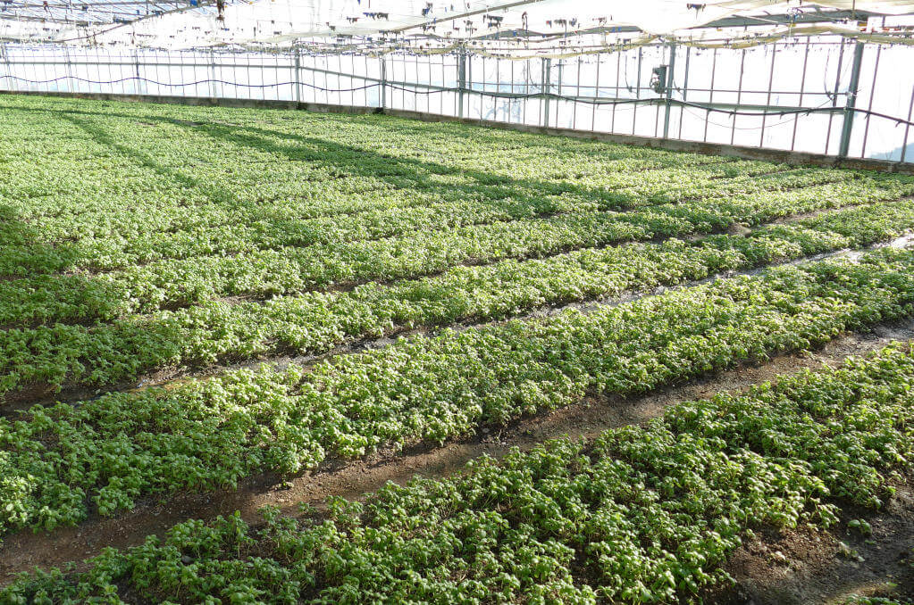 Le serre dell’Azienda Agricola e dell’Agriturismo Immagine di alcune serre dell’Azienda Agricola