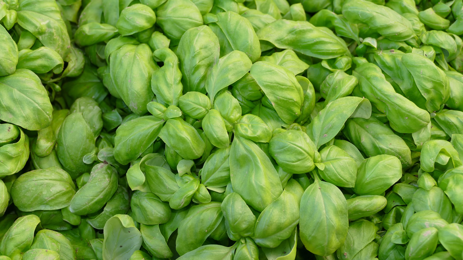Immagine del basilico prodotto nell’Azienza Agricola