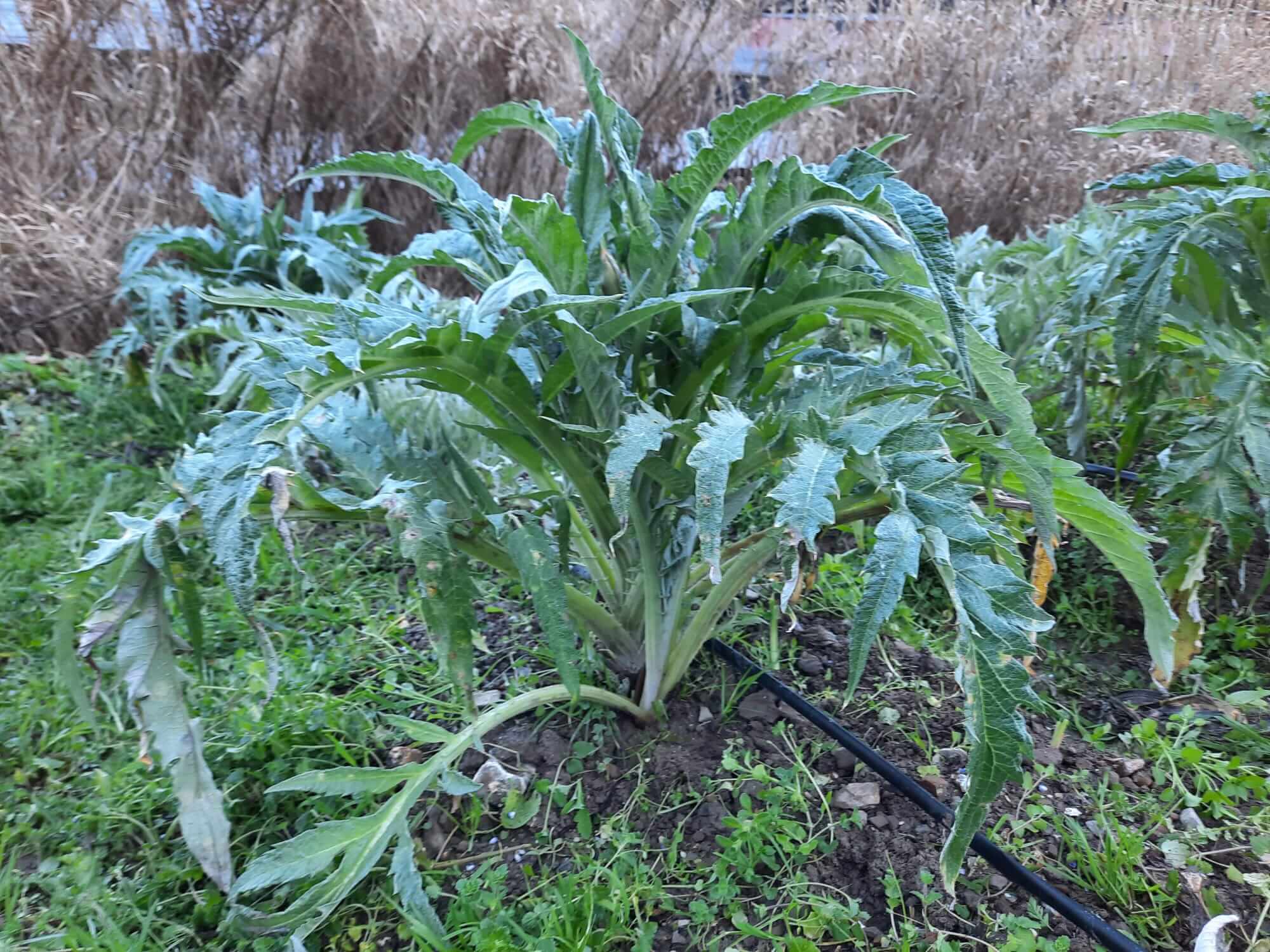 The artichoke plant after weeding