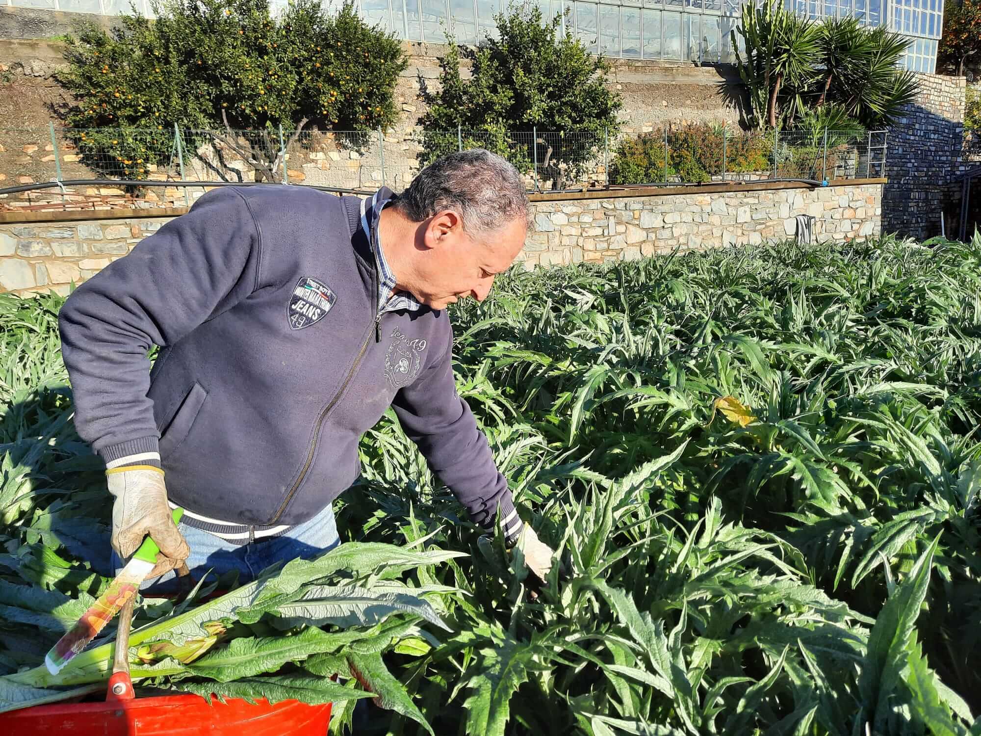 Harvesting artichokes at Girandole