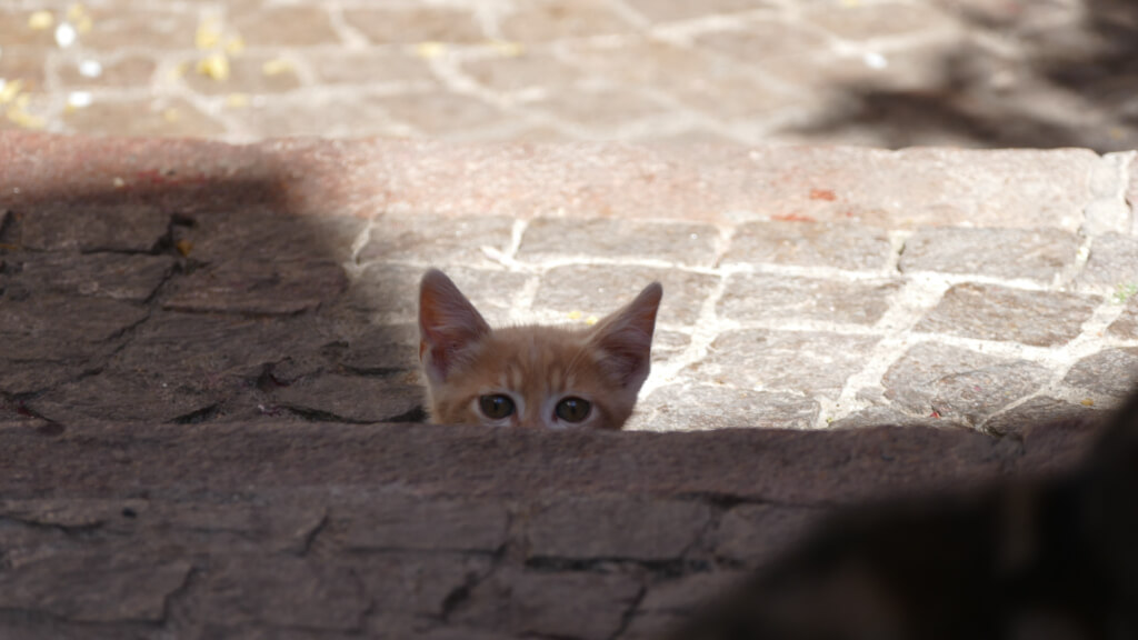 Un gattino ad Aurigo Un gattino ci accoglie ad Aurigo