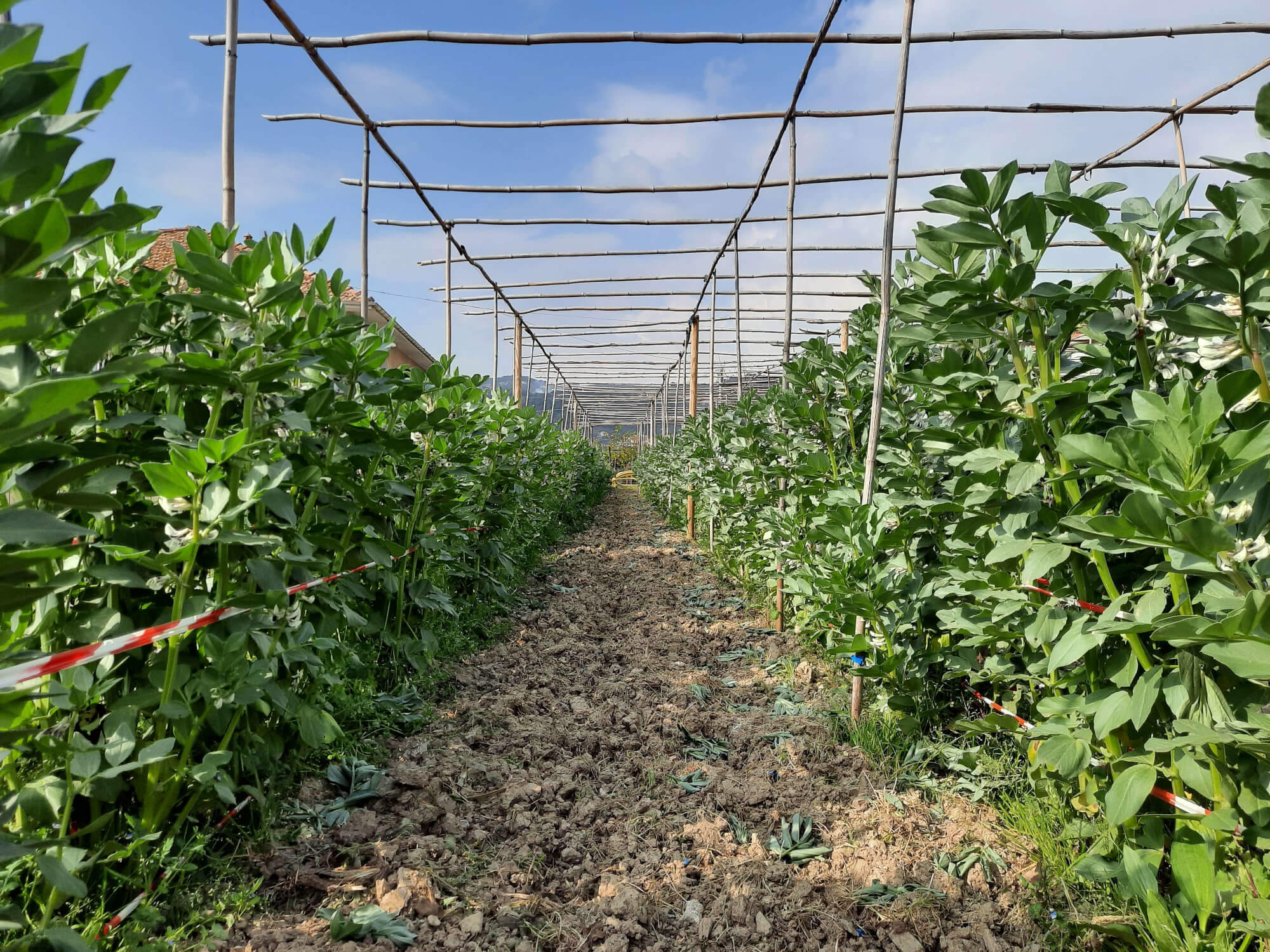 Some of the rows of broad beans