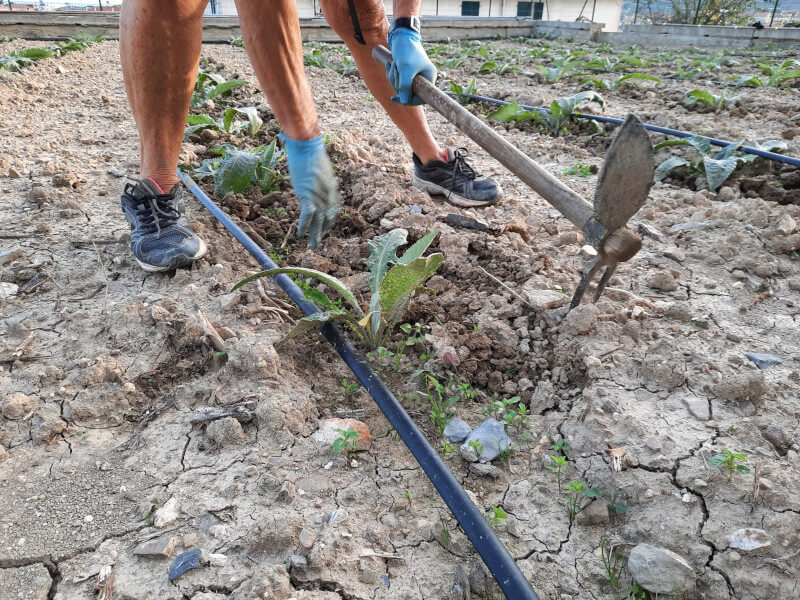 Hoeing: Tilling the soil for artichokes