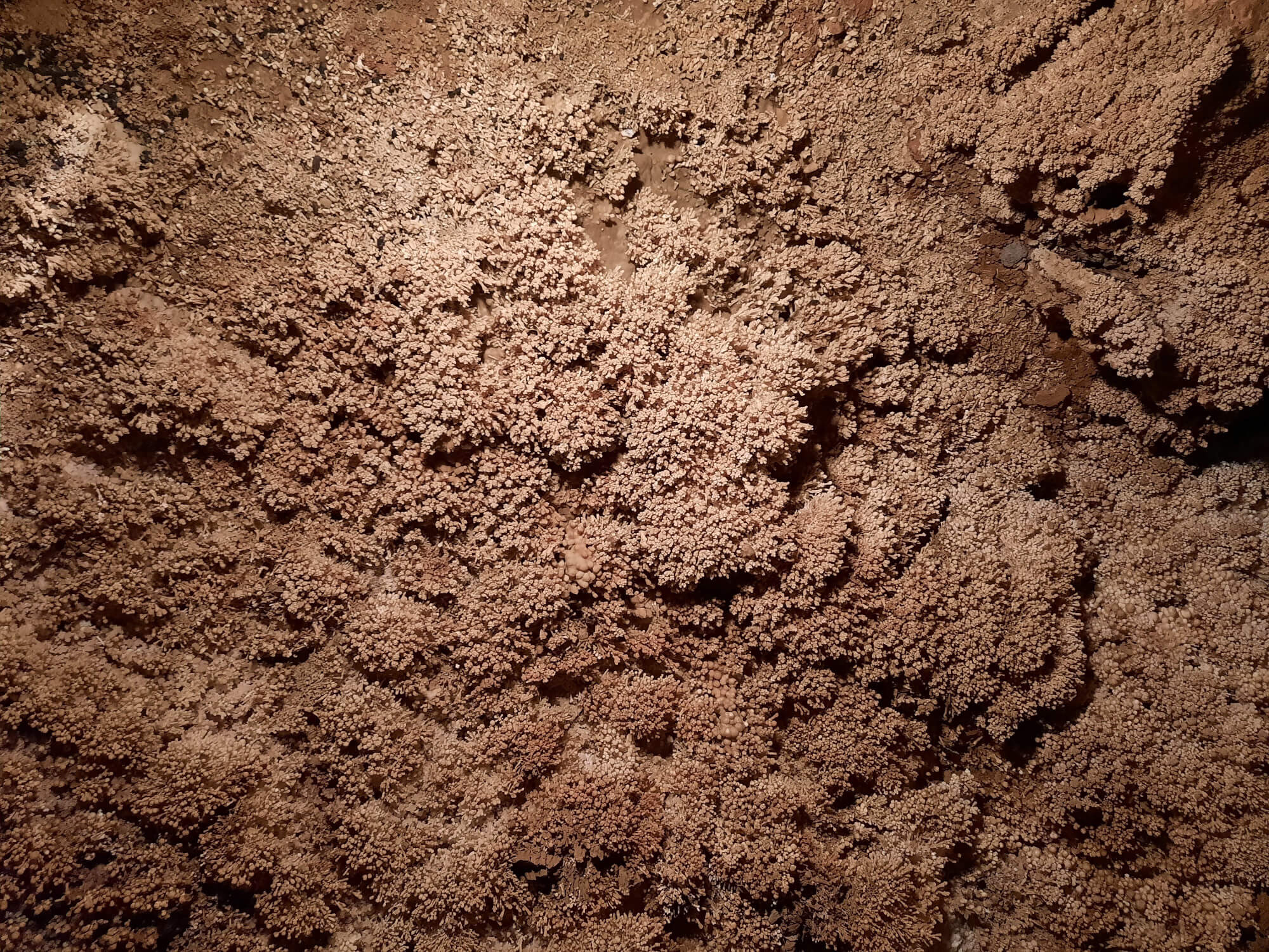 La sala dei cristalli presso le grotte di Toirano