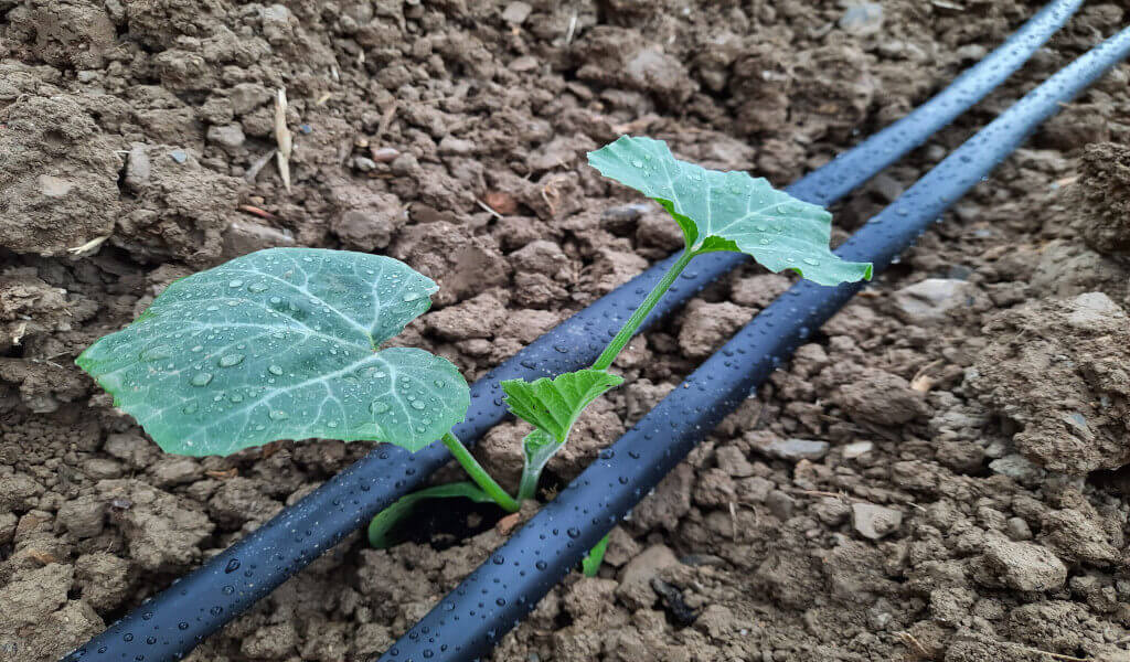 Posa in terra di piantina zucchine trombetta